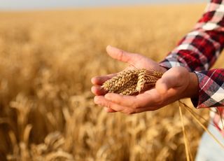 Посев, выращивание и удобрение яровой пшеницы