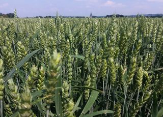 Подкормка пшеницы: какое удобрение выбрать для пшеницы?