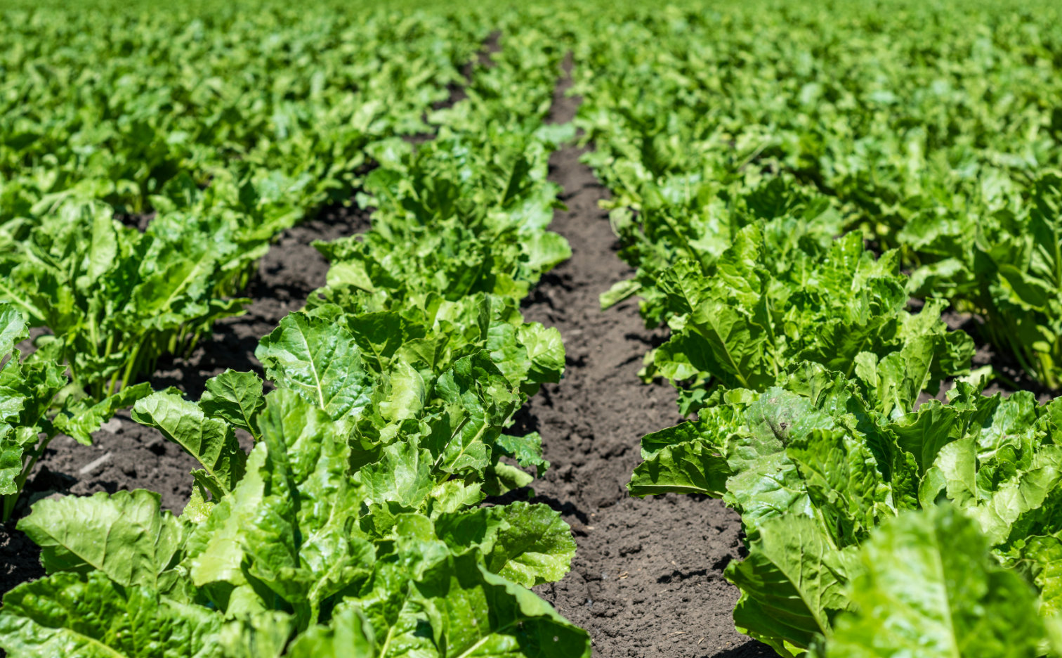 Why is it worth fertilizing in accordance with the natural growth of sugar beets?