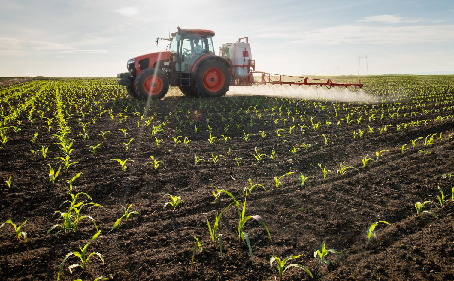 Corn Nutrition – What should maize conditioner contain?