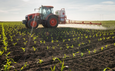 Corn Nutrition – What should maize conditioner contain?