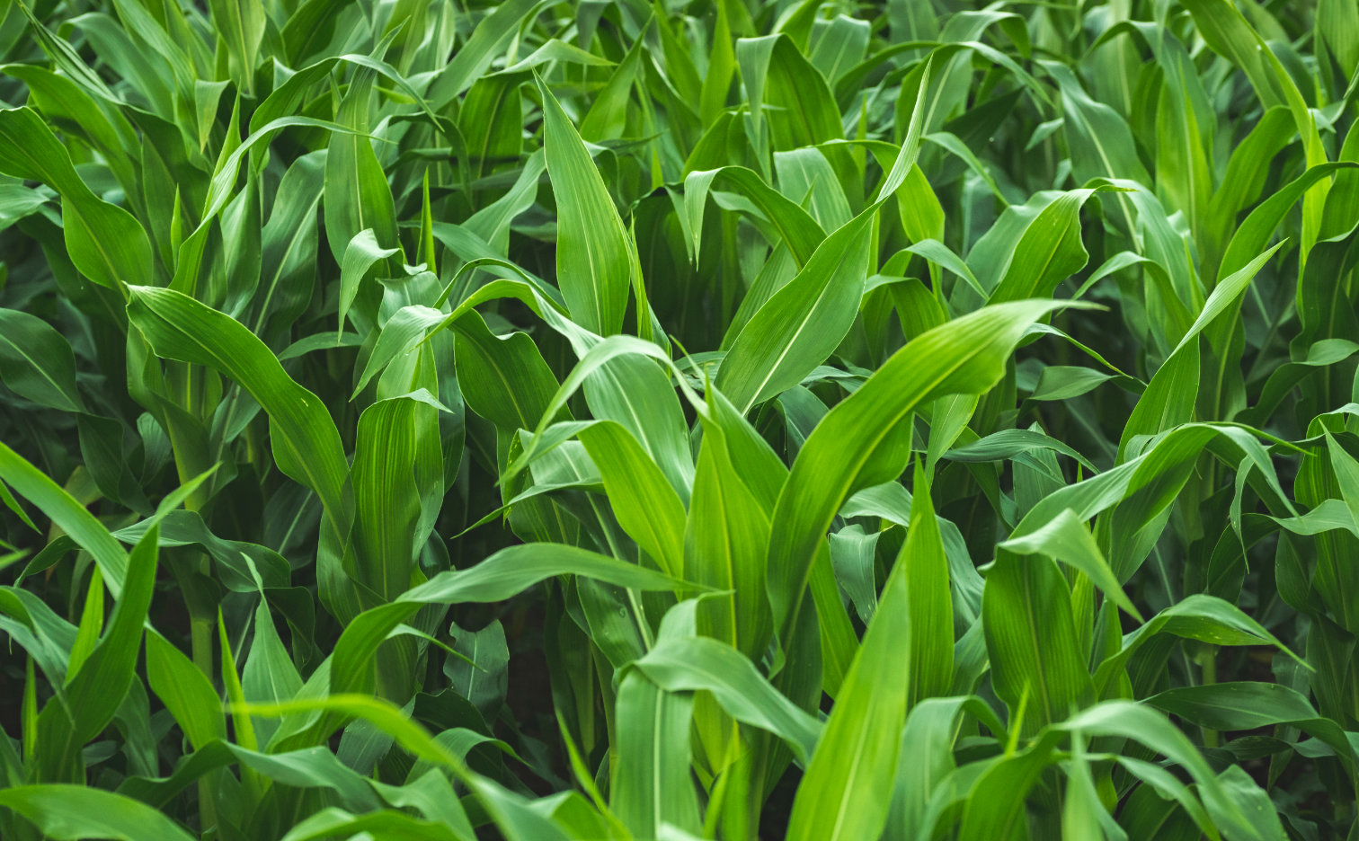 What fertilizer for corn