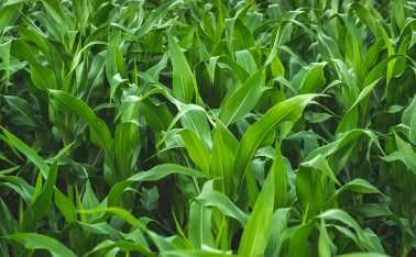What fertilizer for corn