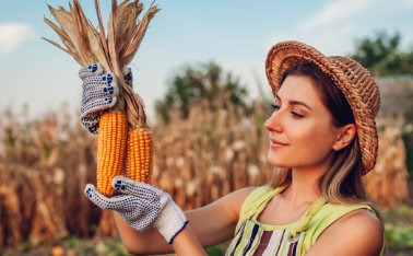 Corn varieties