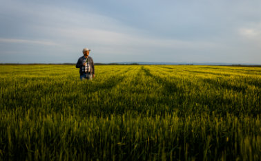 Fertilization calendar - why are the dates of fertilization of cereals so important?