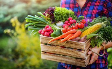 Calendar of sowing vegetables and planting plants to a permanent place