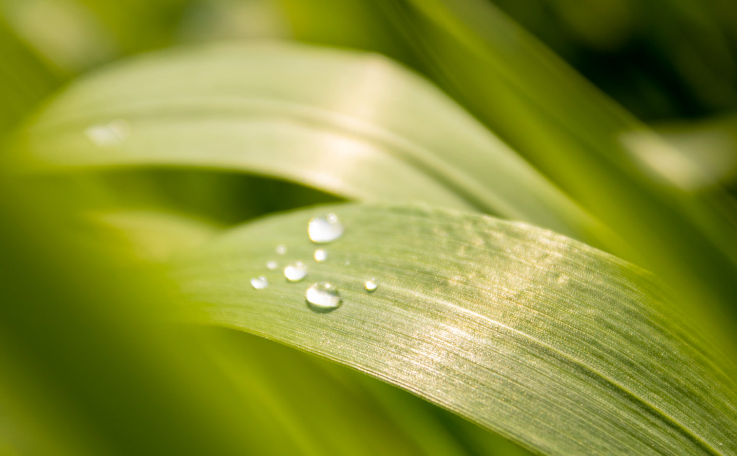 Foliar fertilization, i.e. a few words about foliar feeding of plants