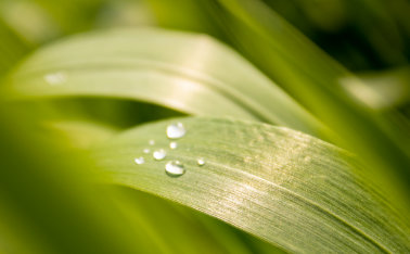 Foliar fertilization, i.e. a few words about foliar feeding of plants