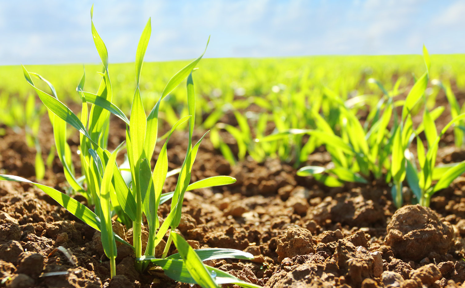 Foliar fertilization - start of crops