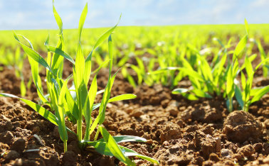 Foliar fertilization - start of crops