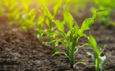 Maize foliar fertilization