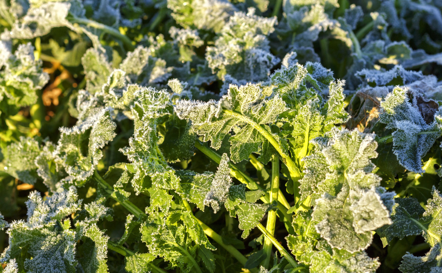 Fertilizing winter oilseed rape - how to do it right?