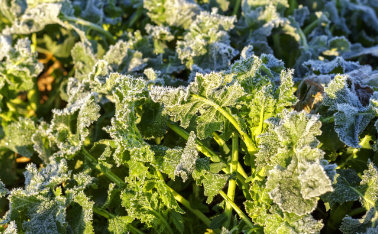 Fertilizing winter oilseed rape - how to do it right?