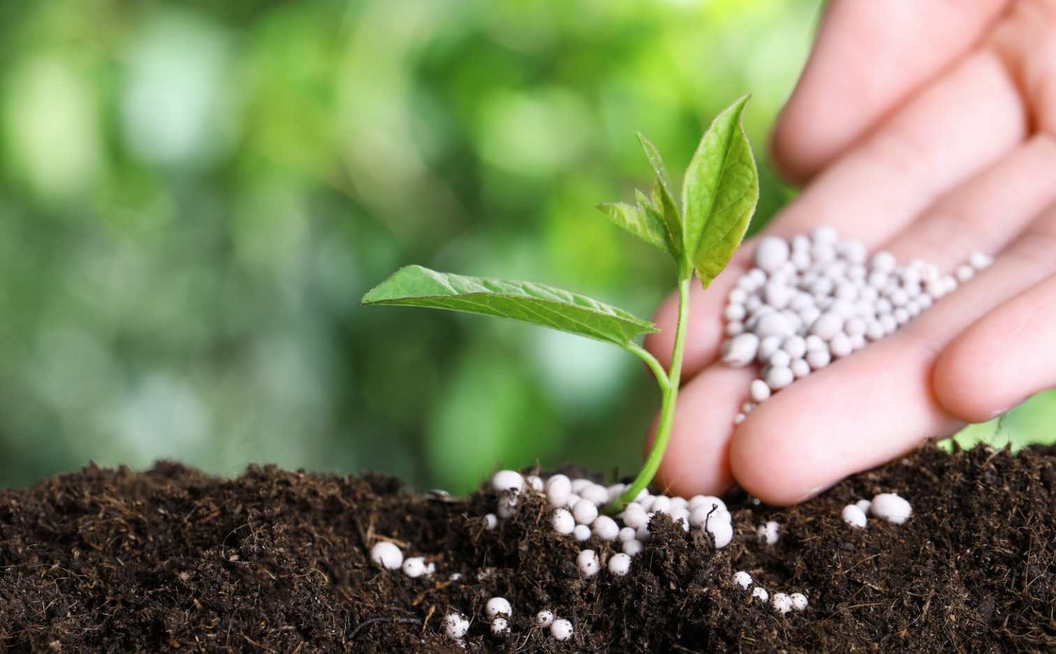 Phosphorus fertilizers - application, types, prices