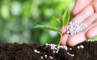 Phosphorus fertilizers - application, types, prices