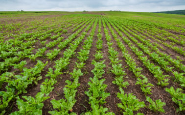 dr green Preparation of the position and optimal fertilization of sugarbeet