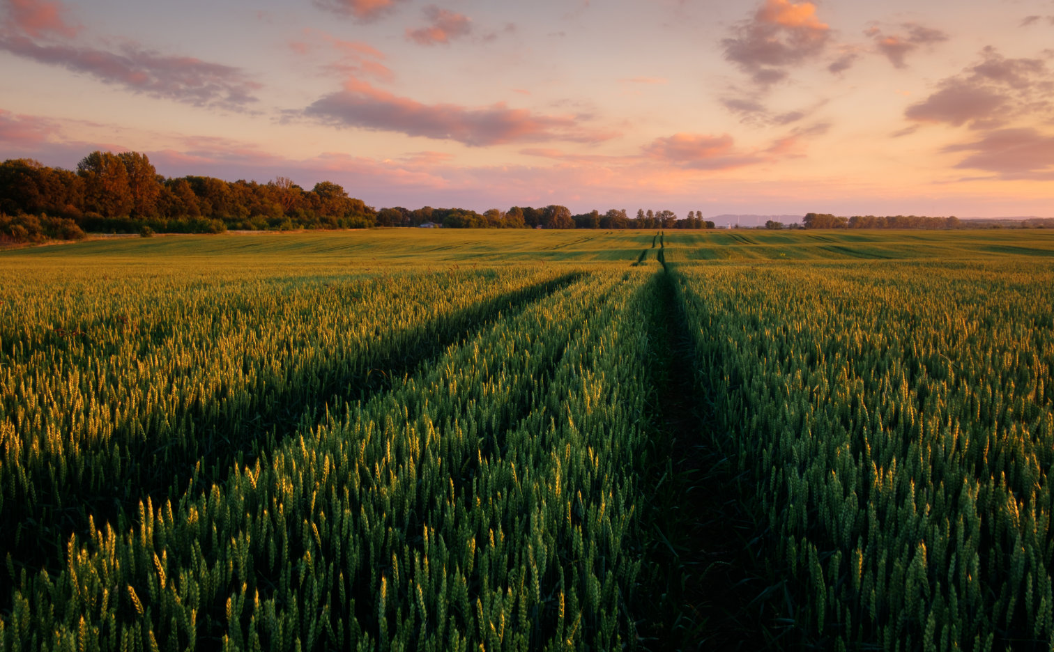 dr green Sowing, cultivation and fertilization of spring wheat
