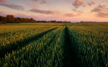 dr green Sowing, cultivation and fertilization of spring wheat