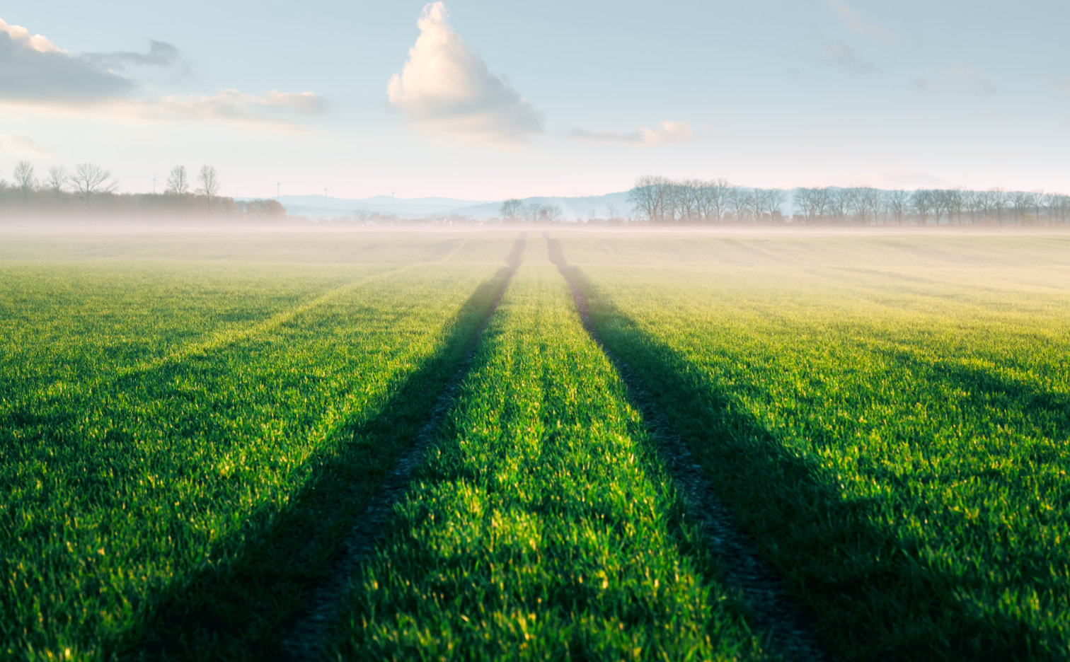 Sowing, cultivation and fertilization of winter wheat