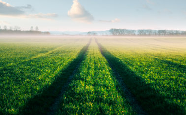 Sowing, cultivation and fertilization of winter wheat