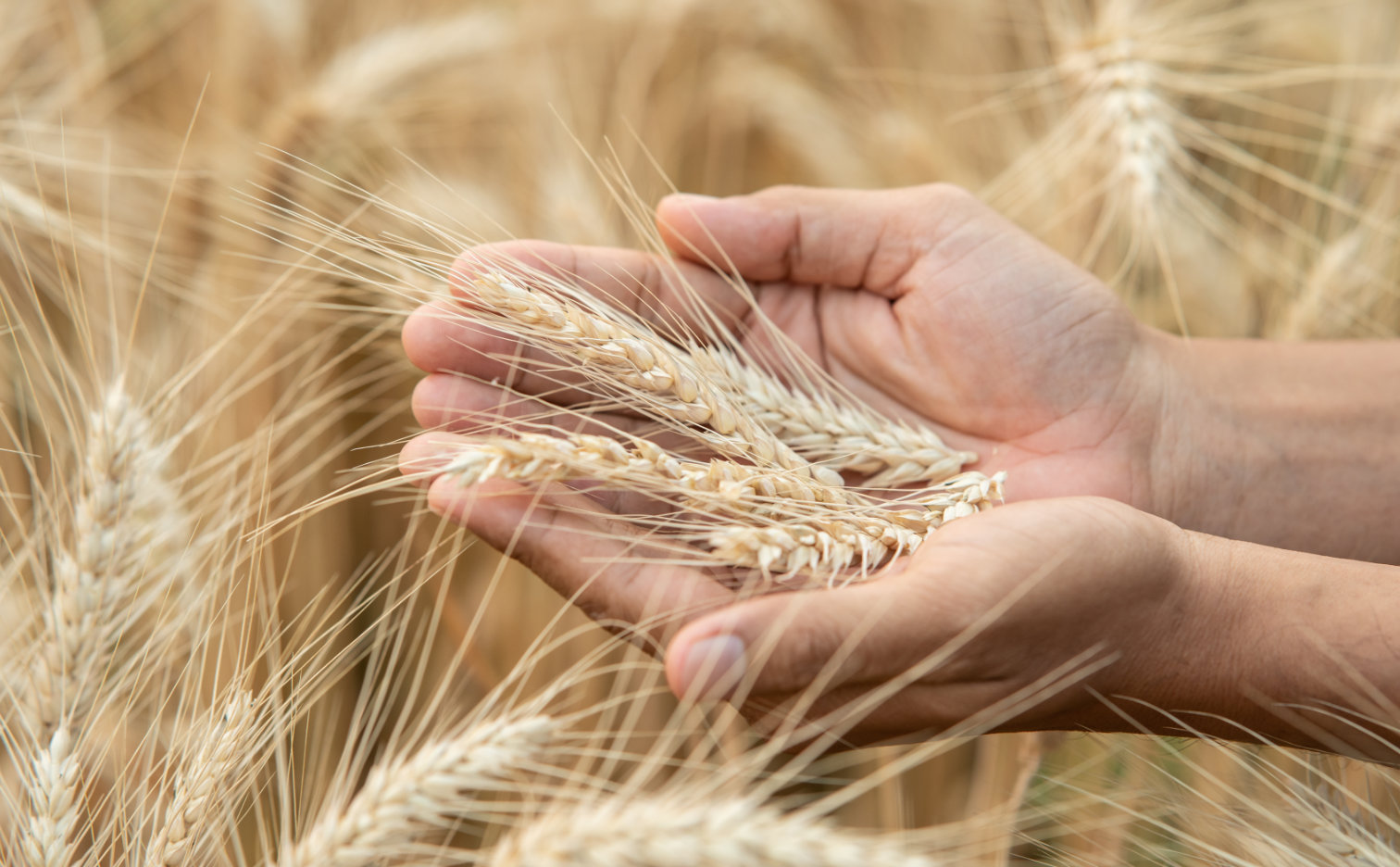 dr green Sowing, cultivation and fertilization of spring barley