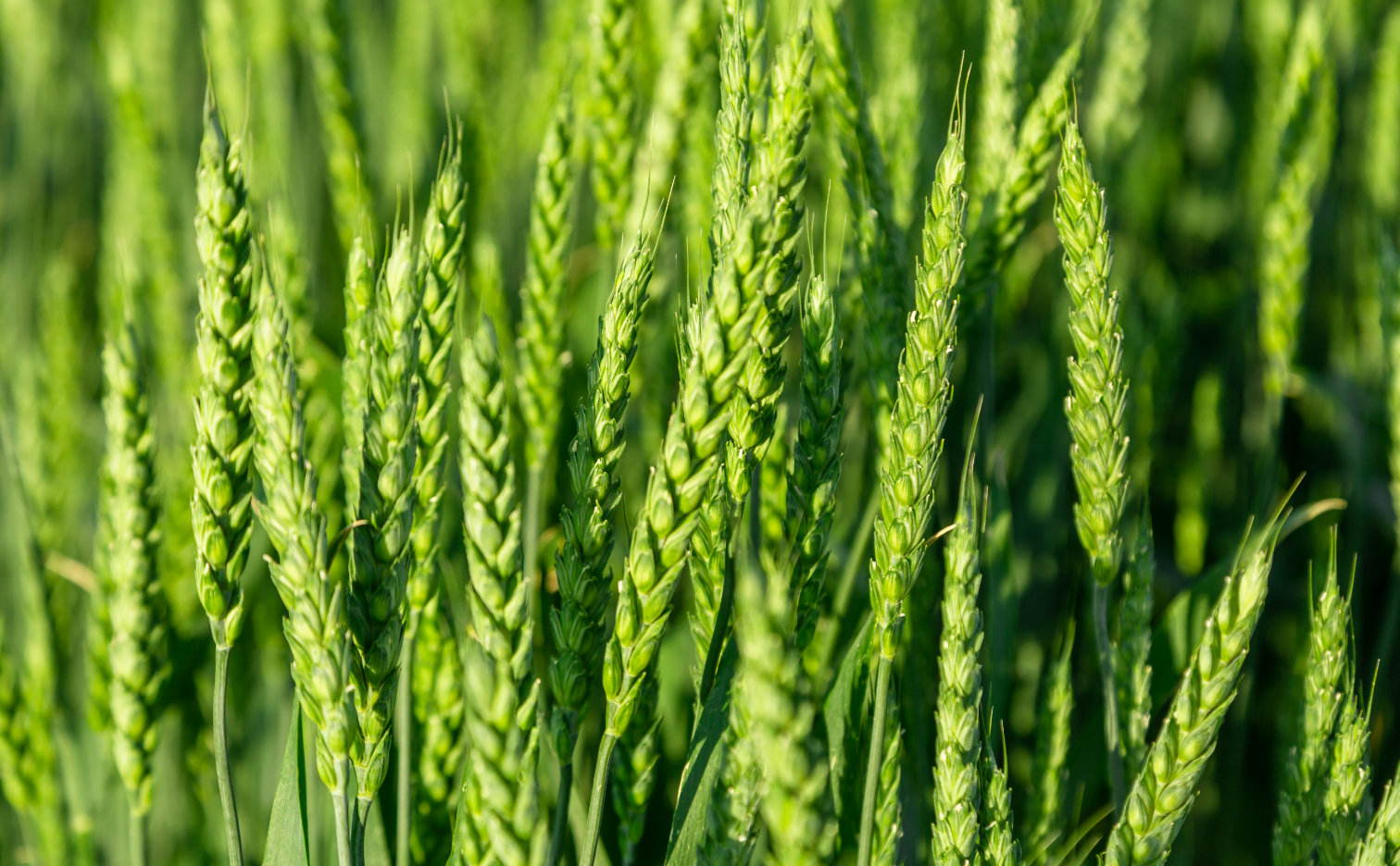 Which fertilizer to choose for wheat? Growing and fertilizing wheat