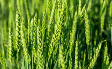 Which fertilizer to choose for wheat? Growing and fertilizing wheat