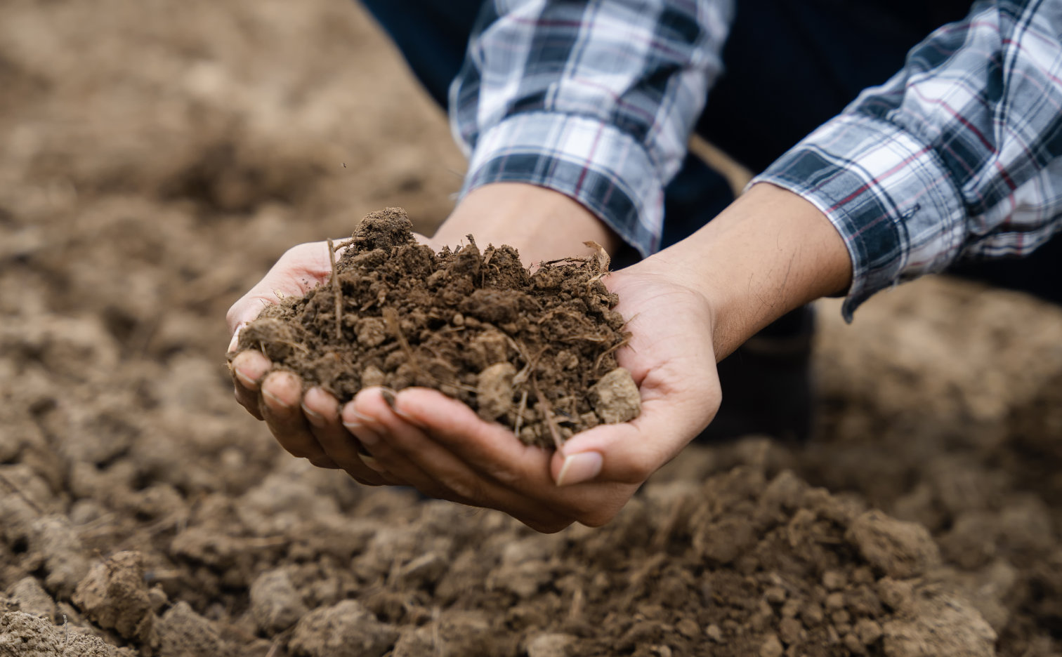 What you need to know about your soil