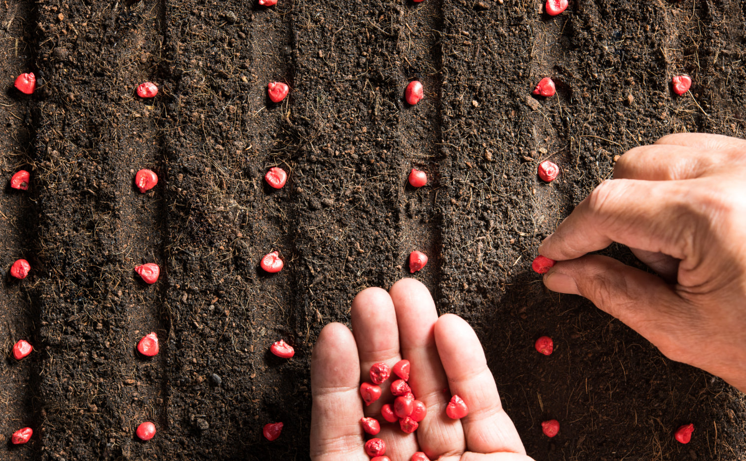 Corn sowing – when, how and where? See what you need to remember