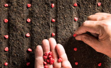 Corn sowing – when, how and where? See what you need to remember