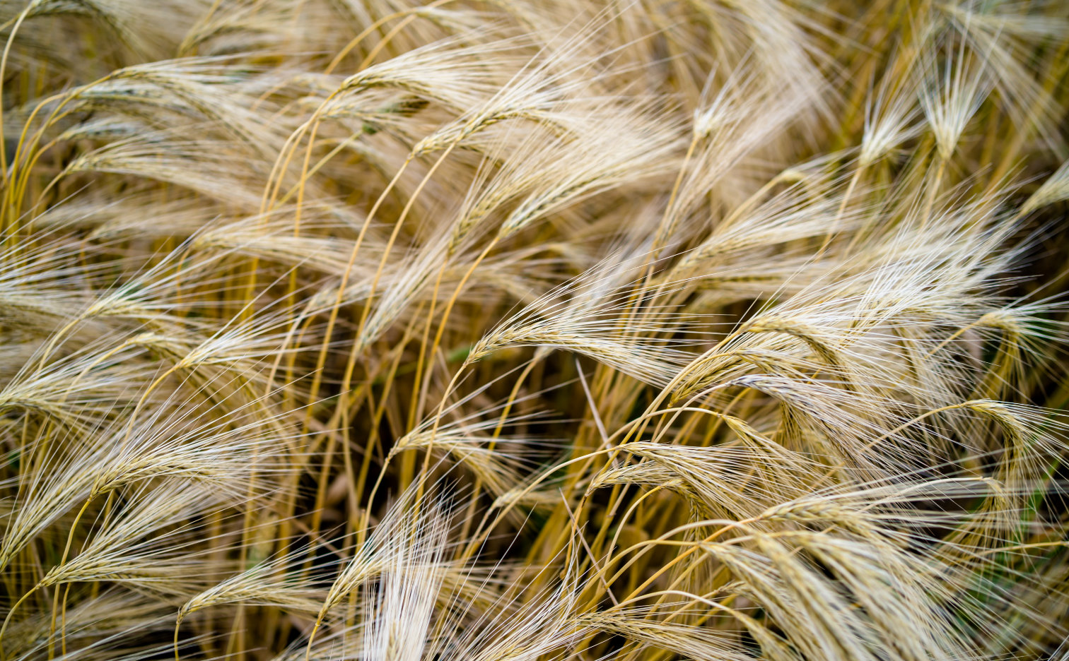 Sowing, cultivating and fertilizing winter barley