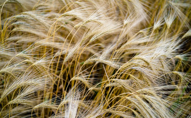 Sowing, cultivating and fertilizing winter barley