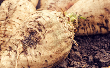 Growing sugarbeet