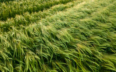 dr green Triticale cultivation and fertilization - what is worth knowing?