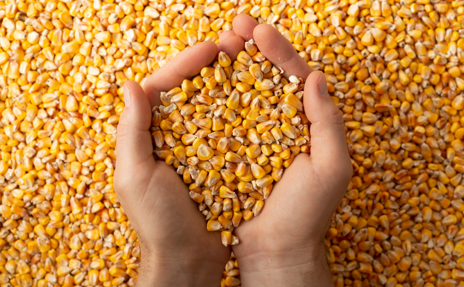 Growing maize for grain