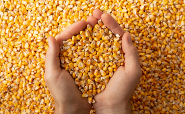 Growing maize for grain