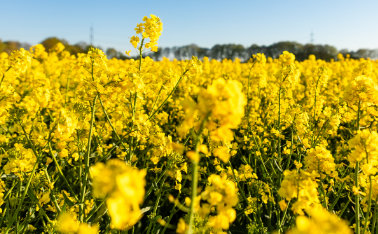 Growing winter oilseed rape step by step
